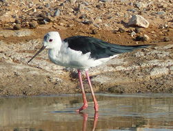 Image of Black-winged Stilt