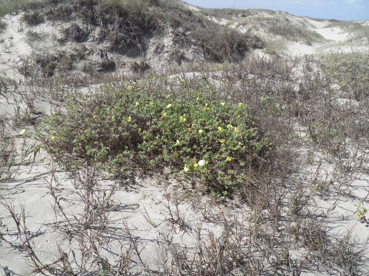 Imagem de Oenothera drummondii Hook.