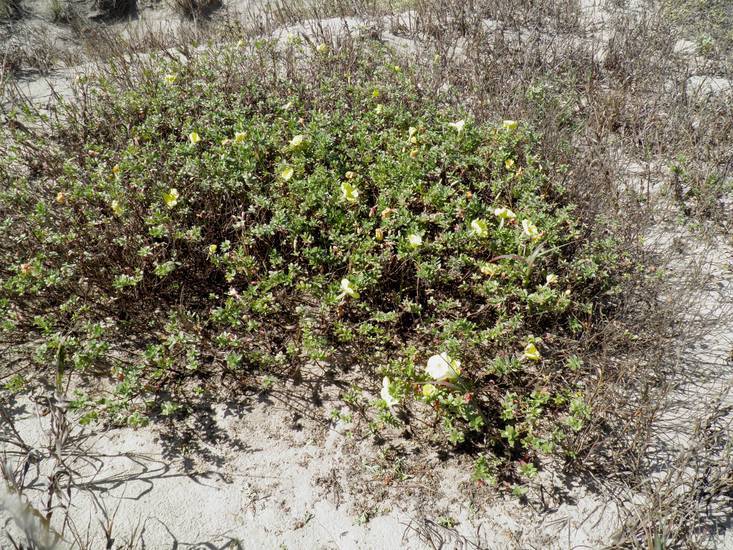 Imagem de Oenothera drummondii Hook.