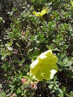 Imagem de Oenothera drummondii Hook.