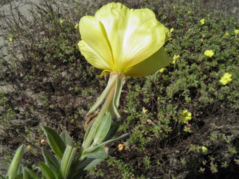 Image of beach evening primrose