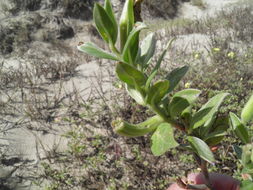 Imagem de Oenothera drummondii Hook.