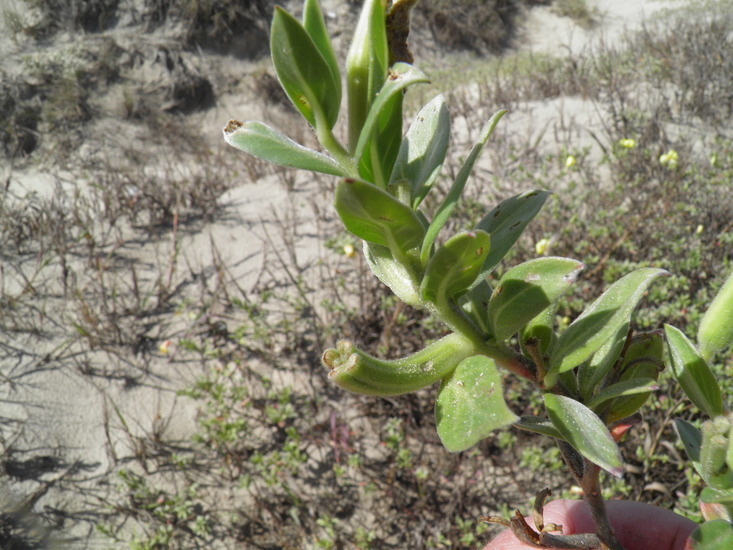 Oenothera drummondii Hook. resmi