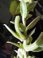 Imagem de Oenothera drummondii Hook.