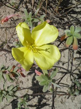 Imagem de Oenothera drummondii Hook.