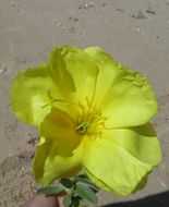 Oenothera drummondii Hook. resmi