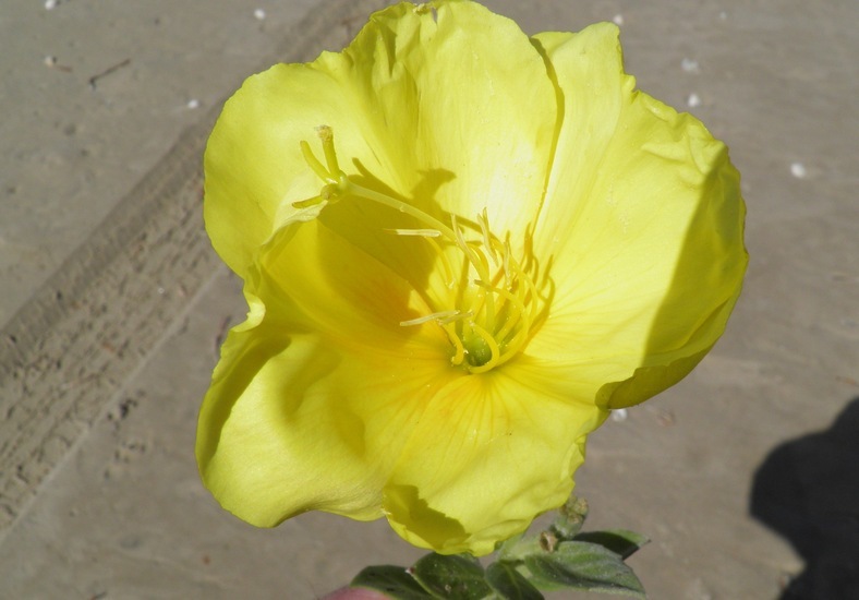 Imagem de Oenothera drummondii Hook.