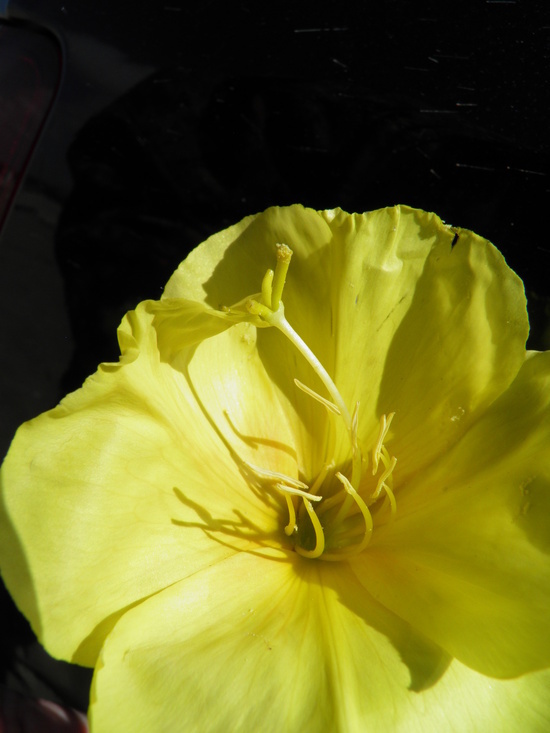 Imagem de Oenothera drummondii Hook.