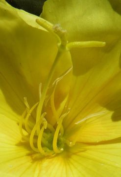 Imagem de Oenothera drummondii Hook.