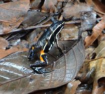 Image of Spot-legged Poison Frog