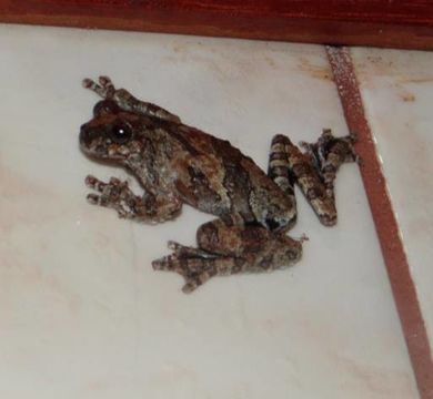 Image of Acre treefrog