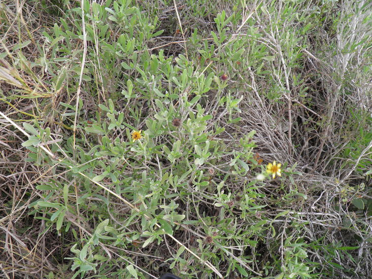 Plancia ëd Borrichia frutescens (L.) DC.