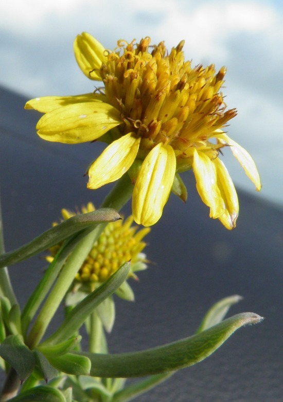 Plancia ëd Borrichia frutescens (L.) DC.