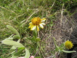 Plancia ëd Borrichia frutescens (L.) DC.