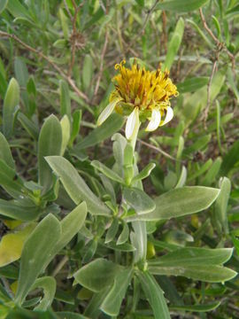 Image of Sea Oxeye