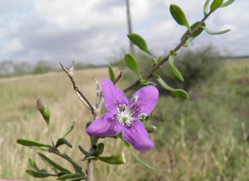 Image of Carolina desert-thorn