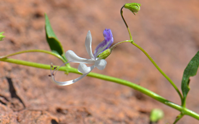 Trichostema arizonicum A. Gray resmi