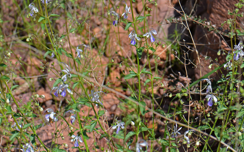 Trichostema arizonicum A. Gray resmi