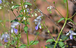 Trichostema arizonicum A. Gray resmi