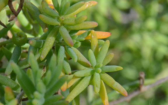 Image of barrier saltbush