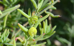 Imagem de Enchylaena tomentosa R. Br.