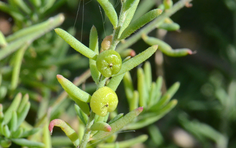 Plancia ëd Enchylaena tomentosa R. Br.