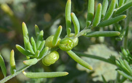 Plancia ëd Enchylaena tomentosa R. Br.