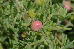 Plancia ëd Enchylaena tomentosa R. Br.