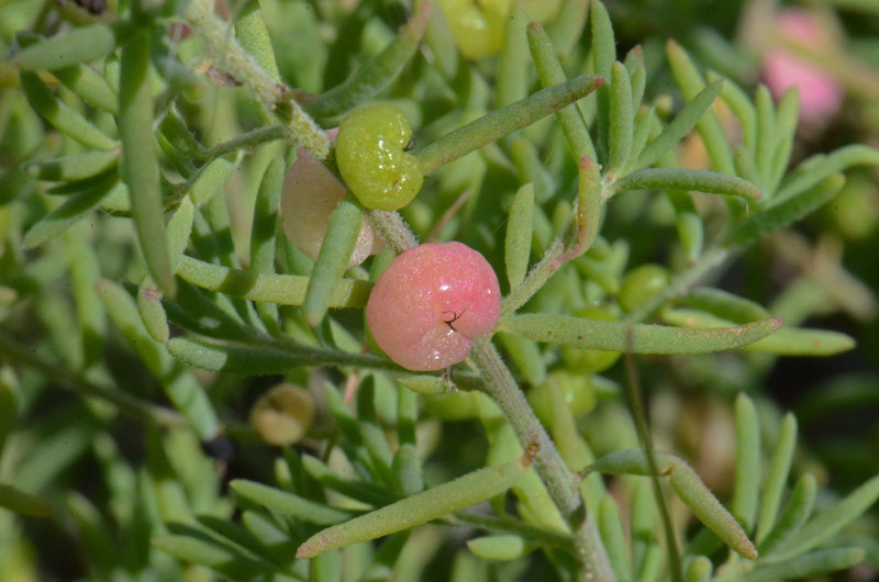 صورة Enchylaena tomentosa R. Br.