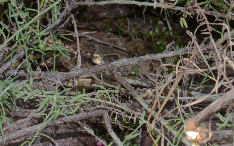 Imagem de Enchylaena tomentosa R. Br.