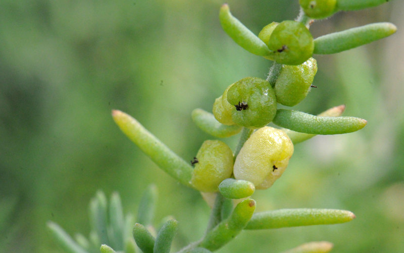 Imagem de Enchylaena tomentosa R. Br.