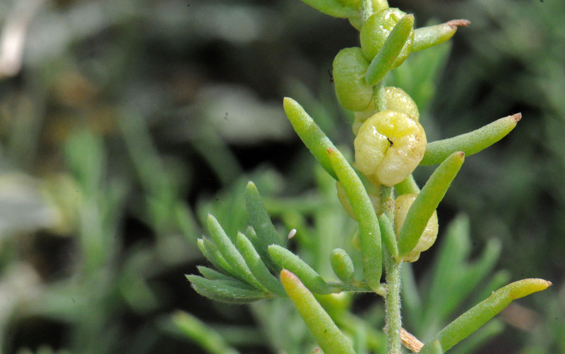 Imagem de Enchylaena tomentosa R. Br.