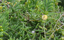 Imagem de Enchylaena tomentosa R. Br.