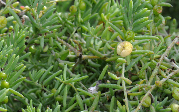 Image of barrier saltbush