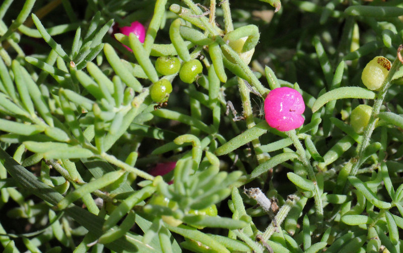 Imagem de Enchylaena tomentosa R. Br.