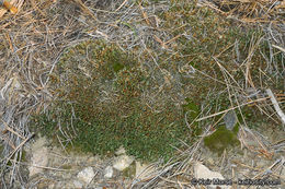 Image of Watson's spikemoss