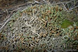 Image of Watson's spikemoss