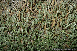 Image of Watson's spikemoss