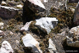 Image of Watson's spikemoss