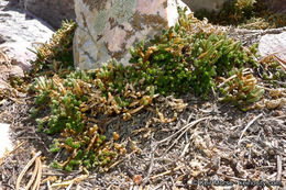 Image of Watson's spikemoss