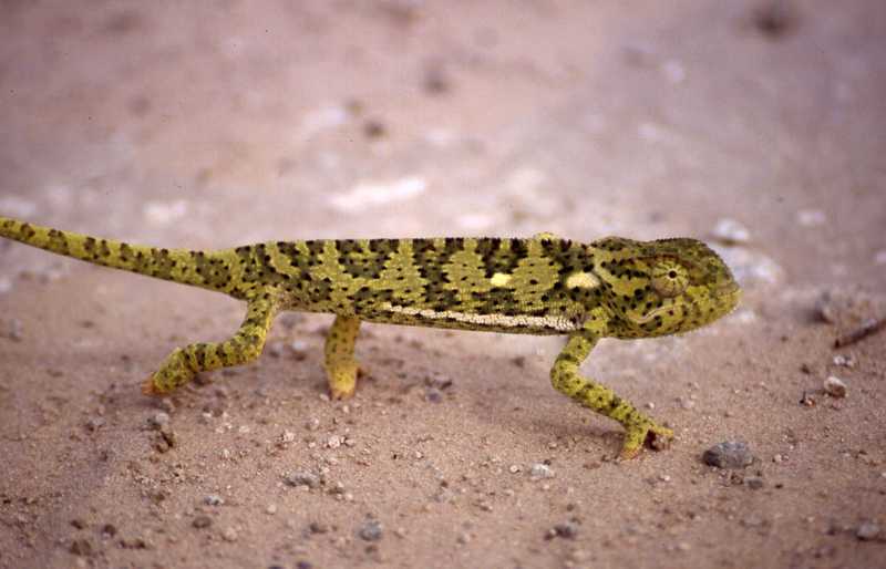 Image of Common African Flap-necked Chameleon