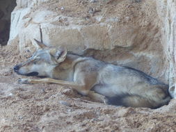 Image of Arabian wolf