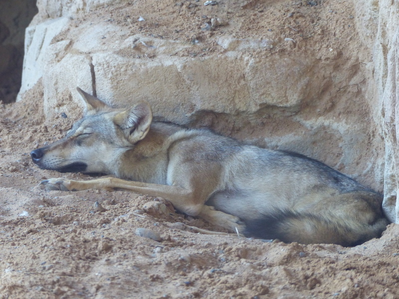 Imagem de Lobo-árabe