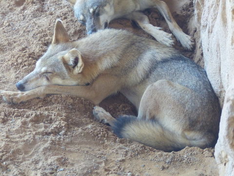 Imagem de Lobo-árabe