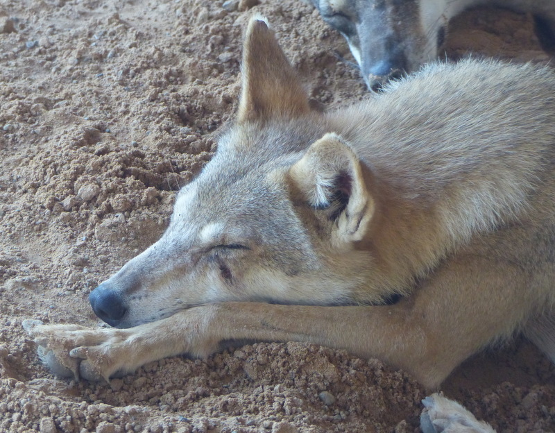 Imagem de Lobo-árabe