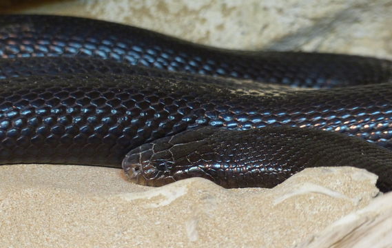 Image of Large Whip Snake