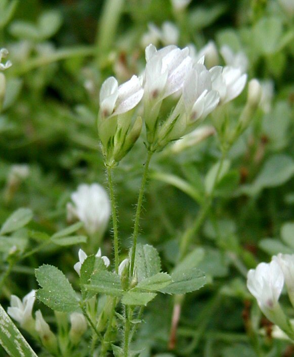 Image de Trifolium monanthum var. parvum (Kellogg) McDermott