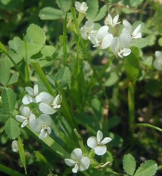 Plancia ëd Trifolium monanthum var. parvum (Kellogg) McDermott