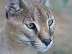 Image of Caracal