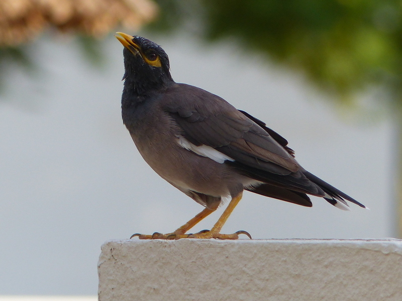 Image of Calcutta myna